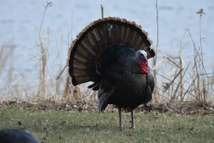 Michigan DNR seeks advisory group applications
